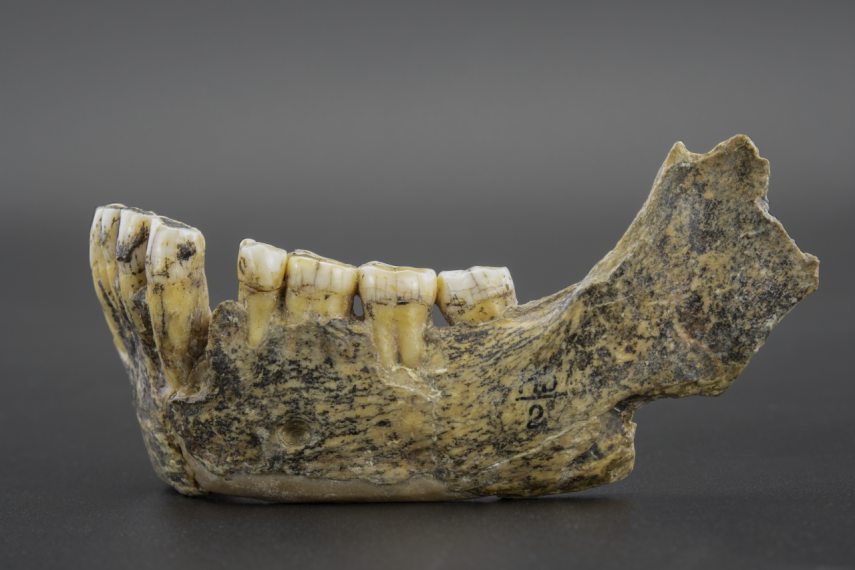 Jokai200_Embertan_2a_neandermandibula_elozetes