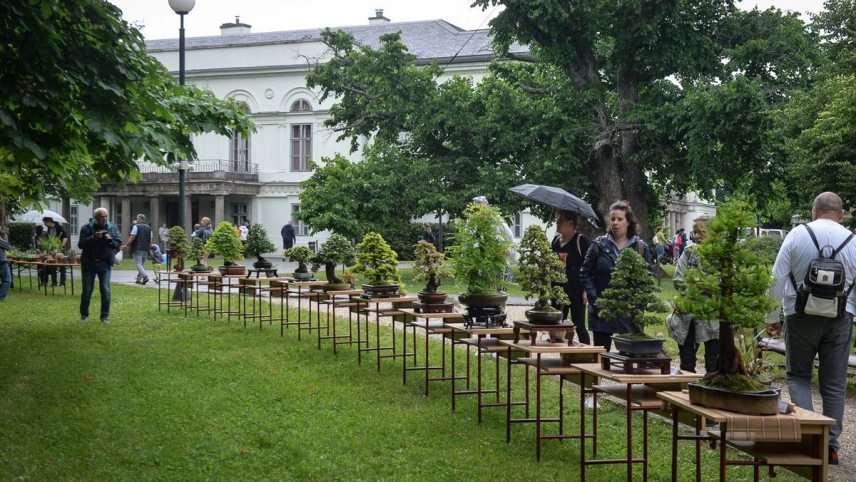 Bonsai.jpg
