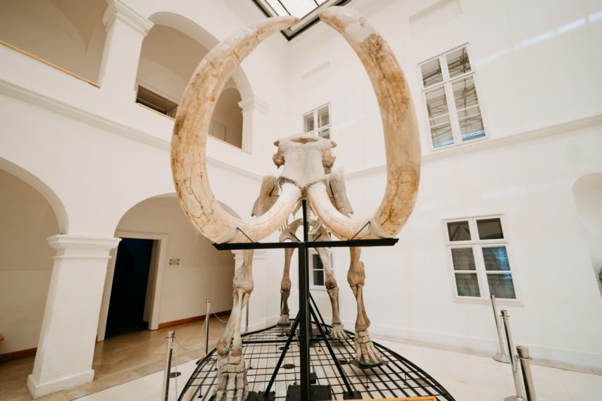 Gyapjas mamut